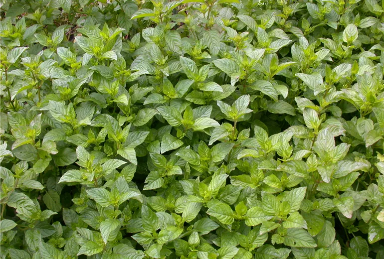 Mentha x piperita 'Orange' Mentha x piperita 'Orange'