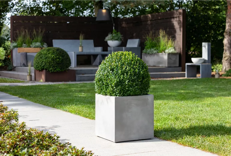 Buxus sempervirens, Kugel Buxus sempervirens, Kugel