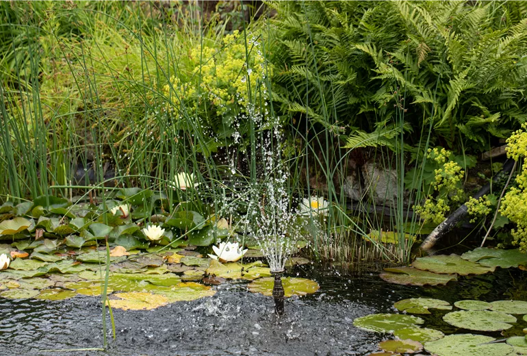 Wasserfontäne Wasserfontäne