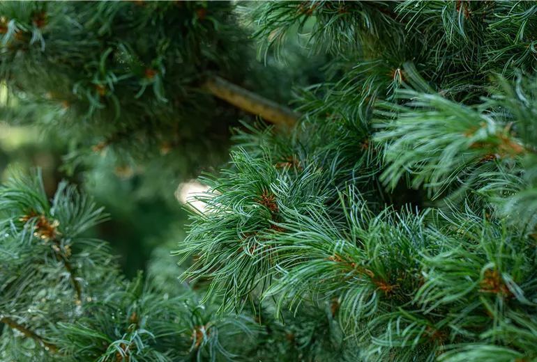 Pinus parviflora 'Schoon's Bonsai' Pinus parviflora 'Schoon's Bonsai'