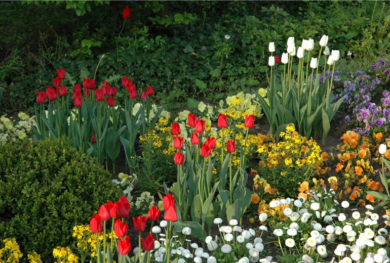 Beet mit Tulpen und Frühlingsblühern Beet mit Tulpen und Frühlingsblühern