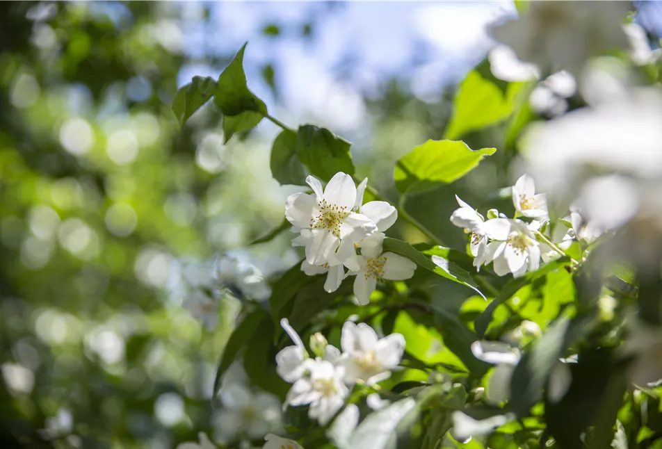 Philadelphus coronarius - Un de nos arbustes les plus populaires