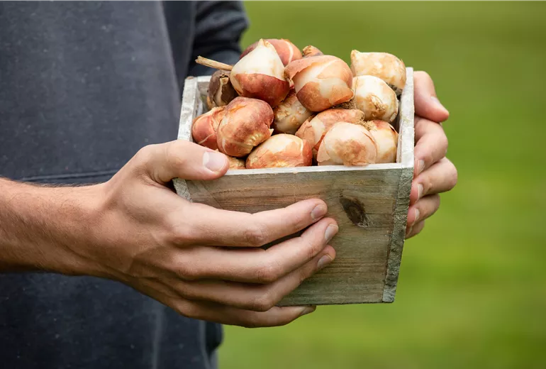 Tulpenzwiebeln Tulpenzwiebeln