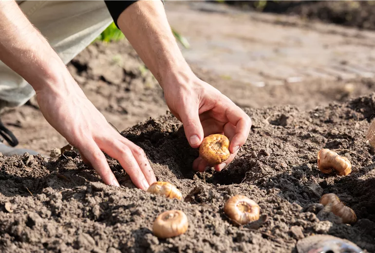 Blumenzwiebeln einpflanzen Blumenzwiebeln einpflanzen