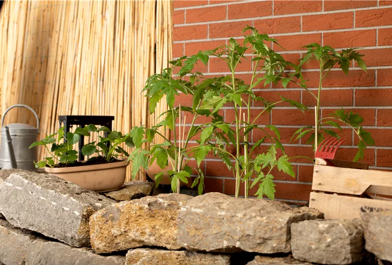 Tomatenjungpflanzen im Beet Tomatenjungpflanzen im Beet