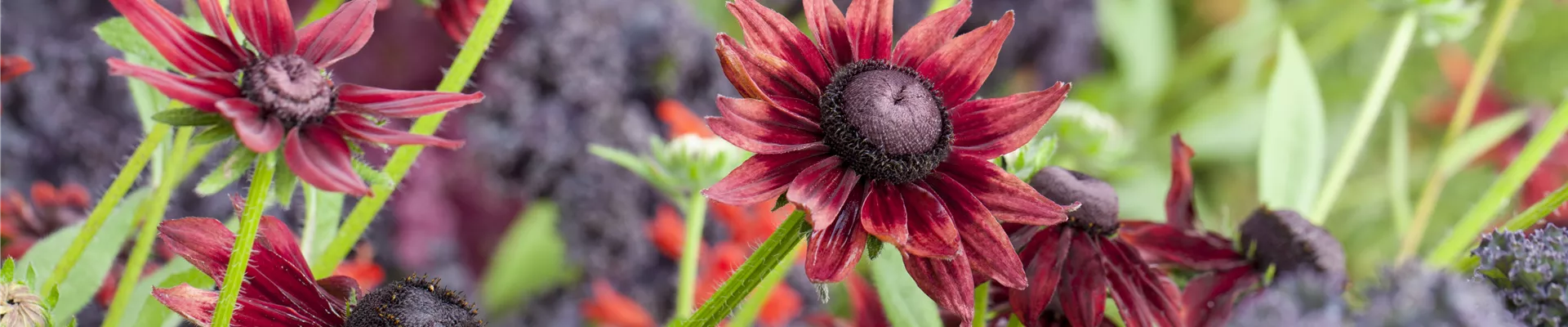 Rudbeckia hirta 'Cherry Brandy' Rudbeckia hirta 'Cherry Brandy'