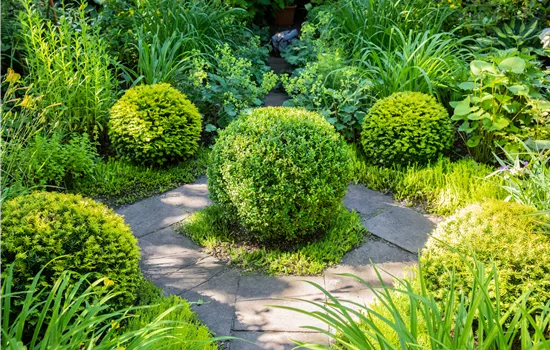 Buchsbaum als immergrüner Klassiker in Garten und Co. Buchsbaum als immergrüner Klassiker in Garten und Co.