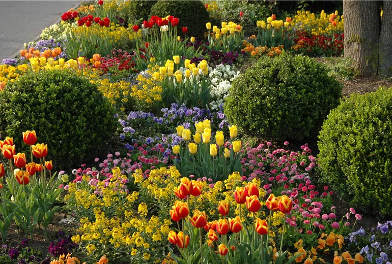 Beet mit Tulpen und Buchskugeln Beet mit Tulpen und Buchskugeln