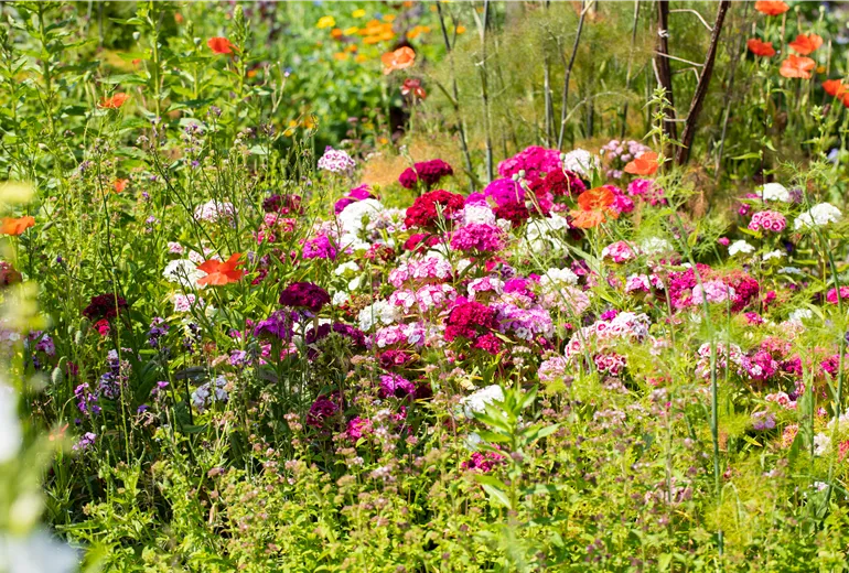 Dianthus barbatus Dianthus barbatus
