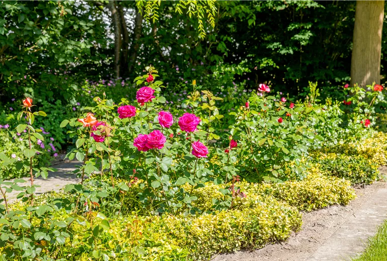 Rosengarten Rosengarten