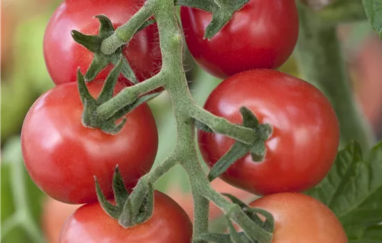 Tomaten – vielseitiges Gemüse für drinnen und draussen Tomaten – vielseitiges Gemüse für drinnen und draussen