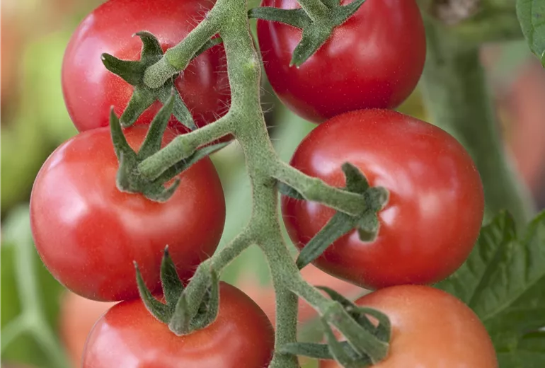 Solanum lycopersicum Rhianna F1
