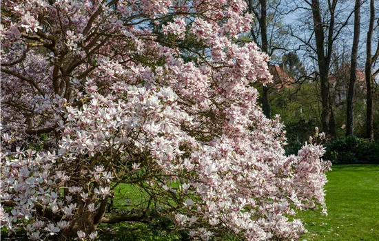 Magnolien pflanzen für einen Blickfang im Garten Magnolien pflanzen für einen Blickfang im Garten