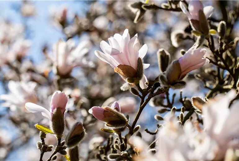 Magnolia x loebneri 'Pink Perfection' Magnolia x loebneri 'Pink Perfection'