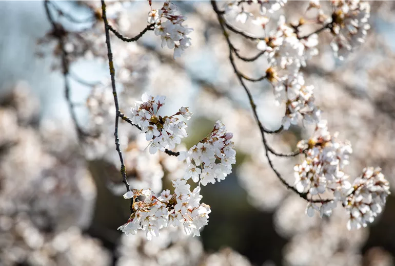 Kirschblüte Kirschblüte