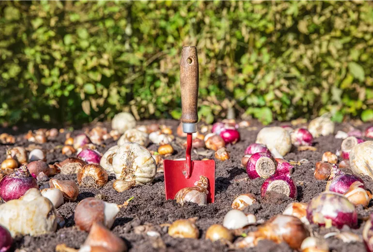 Blumenzwiebeln einpflanzen Blumenzwiebeln einpflanzen