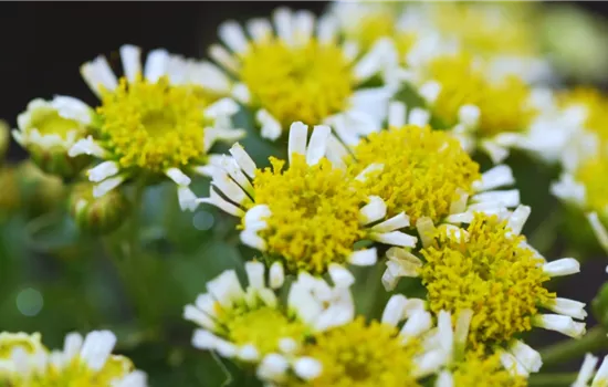 Pazifik-Margerite - Einpflanzen im Garten Pazifik-Margerite - Einpflanzen im Garten