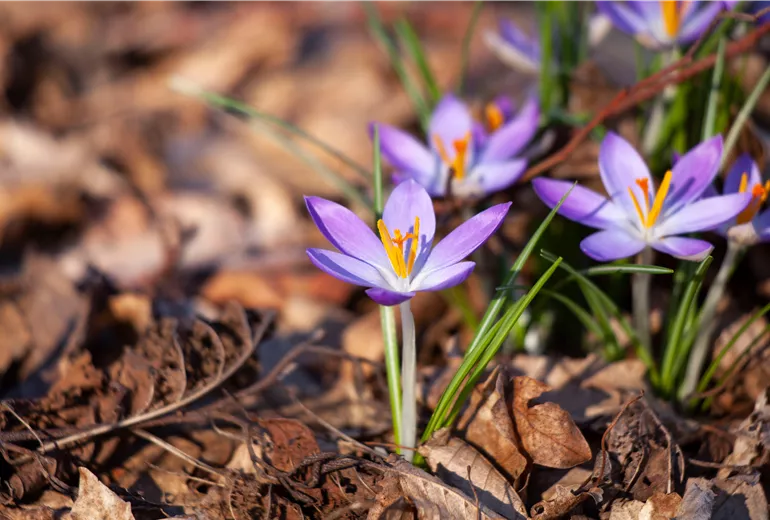 Crocus chrysanthus Crocus chrysanthus