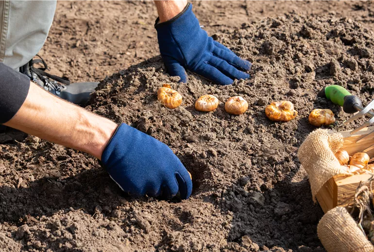 Blumenzwiebeln einpflanzen Blumenzwiebeln einpflanzen