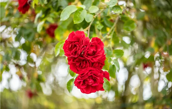 Einen Rosengarten gestalten – Hübsche Blüten überall Einen Rosengarten gestalten – Hübsche Blüten überall