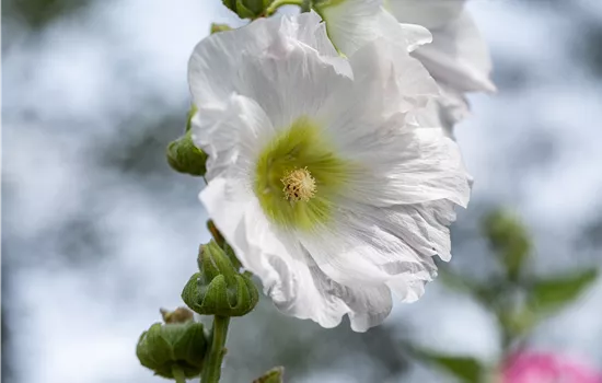 Begleitpflanzen für Rosen – So kommen die Königinnen gross raus Begleitpflanzen für Rosen – So kommen die Königinnen gross raus