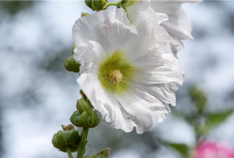 Alcea rosea, weiß Alcea rosea, weiß