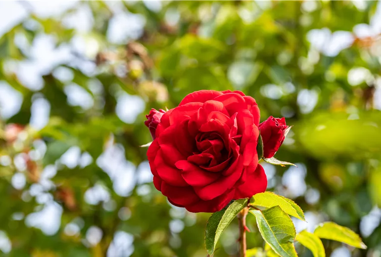 Rosa 'Amadeus' Rosa 'Amadeus'