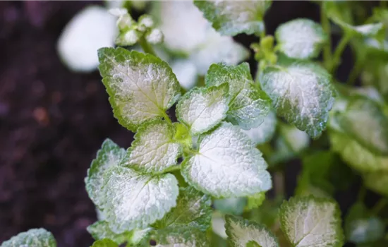 Taubnessel - Einpflanzen im Garten Taubnessel - Einpflanzen im Garten