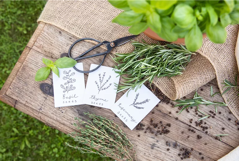 Kräutersamen und Kräuter Kräutersamen und Kräuter