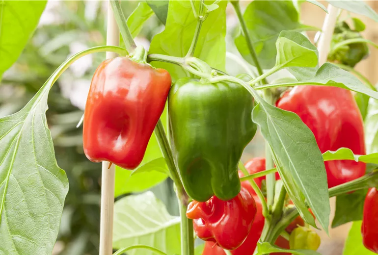 Capsicum annuum 'Pick a Pep'® Capsicum annuum 'Pick a Pep'®