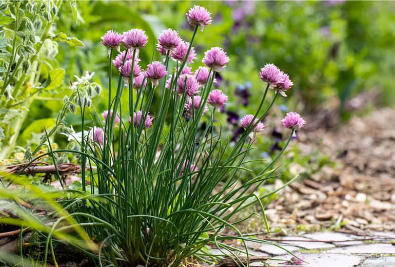 Allium schoenoprasum Allium schoenoprasum