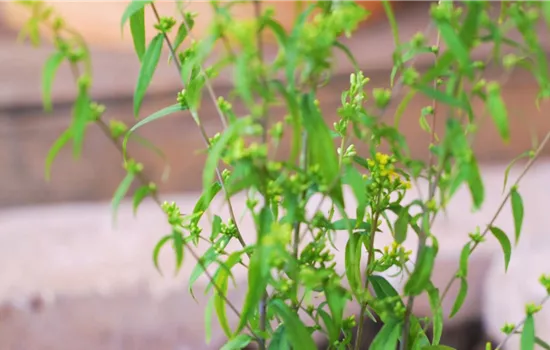 Goldrute - Einpflanzen im Garten Goldrute - Einpflanzen im Garten
