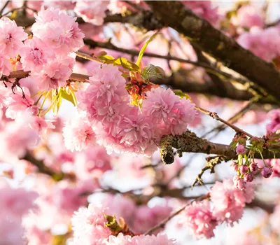 Notre Top 10 des plus beaux arbustes à floraison précoce Notre Top 10 des plus beaux arbustes à floraison précoce