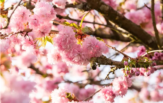 Notre Top 10 des plus beaux arbustes à floraison précoce