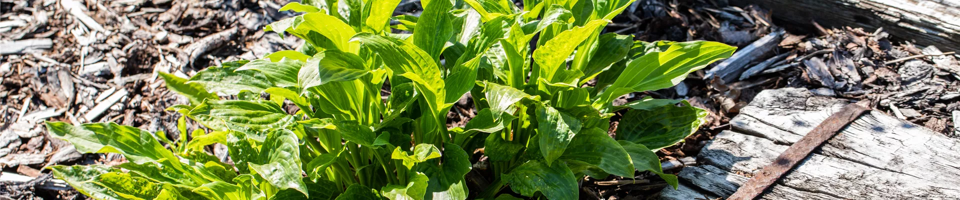 Hosta Hosta