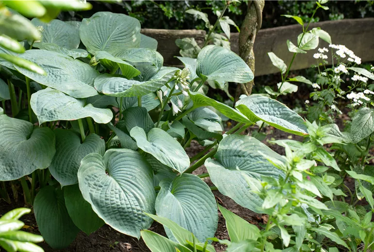 Hosta sieboldiana Hosta sieboldiana