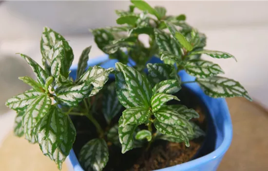 Kanonierblume - Umtopfen Kanonierblume - Umtopfen