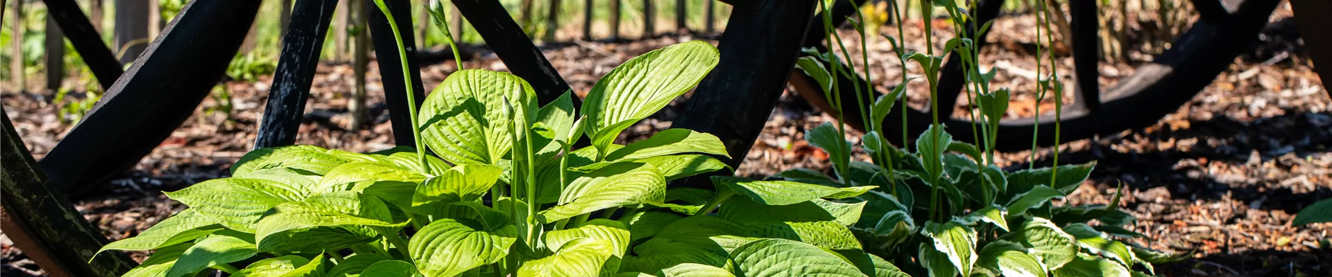Hosta Hosta