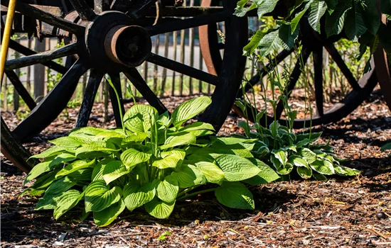 Funkien im Garten als Highlight im Schatten Funkien im Garten als Highlight im Schatten