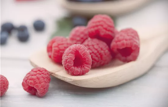 Rubus idaeus 'Meeker' Rubus idaeus 'Meeker'