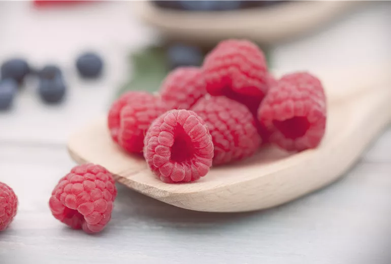 Rubus idaeus Rubus idaeus