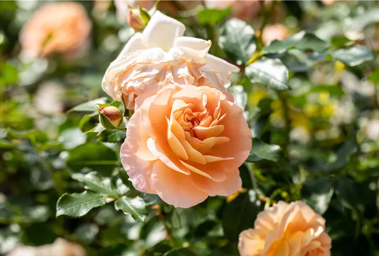 Beetrose, apricot Beetrose, apricot