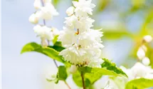 Deutzie rugeuse 'Plena'