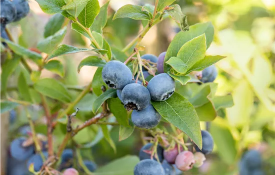 Heidelbeeren pflanzen und pflegen leicht gemacht Heidelbeeren pflanzen und pflegen leicht gemacht