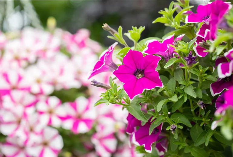 Petunia ,Surprise Magenta Halo'