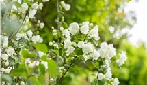 -2,5m/weiss gefüllt/blanc double/6