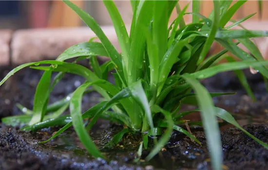 Waldmarbel - Einpflanzen im Garten Waldmarbel - Einpflanzen im Garten