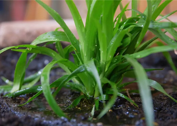 Waldmarbel - Einpflanzen im Garten Waldmarbel - Einpflanzen im Garten