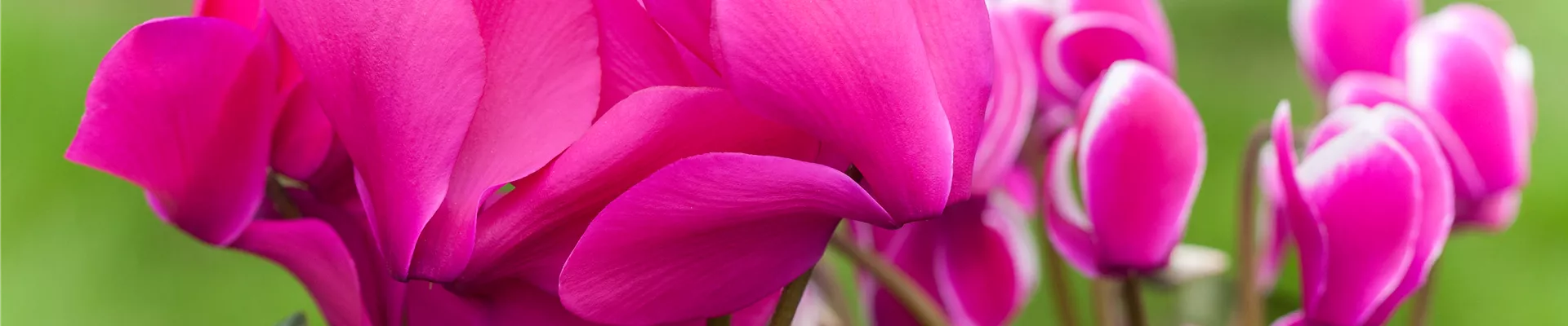 Cyclamen persicum Cyclamen persicum