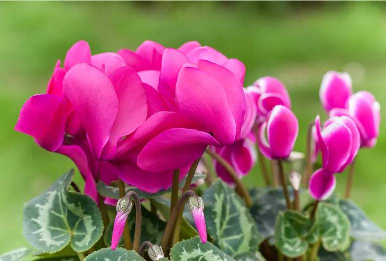 Cyclamen persicum